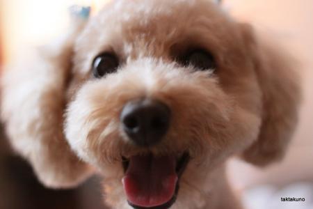 主に私と愛犬タク（トイプードル）の癒しつぶやきになると思うので興味ない方はフォロー解除でもお願いします