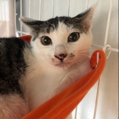 hypervisor001's profile picture. PSO2 ship4 エターナルスノー所属 y.y 通称パパ上。猫飼い始めました