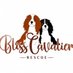 Bliss Cavalier Rescue (@rescuebliss) Twitter profile photo Bliss Cavalier Rescue (@rescuebliss) Twitter profile photo
