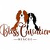 Bliss Cavalier Rescue (@RescueBliss) Twitter profile photo