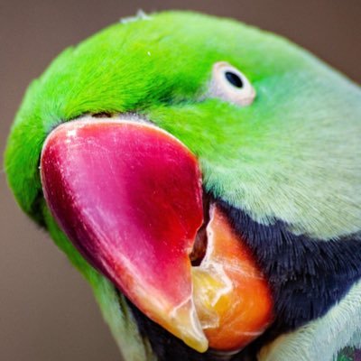 RYO158387548ok's profile picture. 