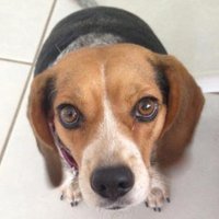 My Beagles are smarter than the GOP(@BGlovesoff) 's Twitter Profile Photo