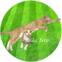 Lilyneo (@lilyneostar) 's Twitter Profile Photo Lilyneo (@lilyneostar) 's Twitter Profile Photo