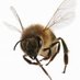 Gorey Beekeepers (@beekeepersgorey) Twitter profile photo Gorey Beekeepers (@beekeepersgorey) Twitter profile photo