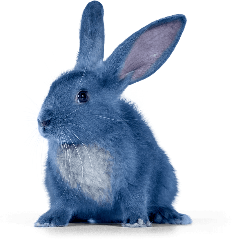 BlueCrayonBunny Profile Picture