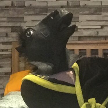 HorseyBoiYT's profile picture. making gay ass vids