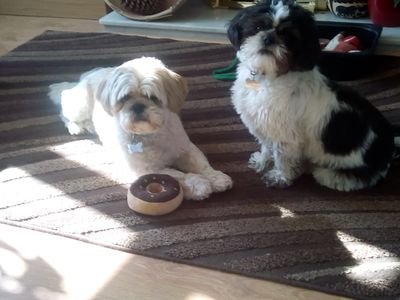 2 Shih Tzus who've found new humans to live with. They love us loads & you can follow our adventures here. For a while we fostered a chihuahua too!