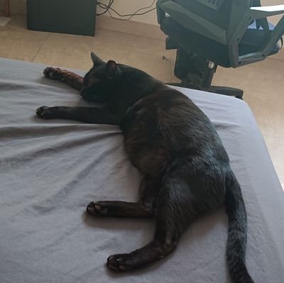 syan1992's profile picture. 