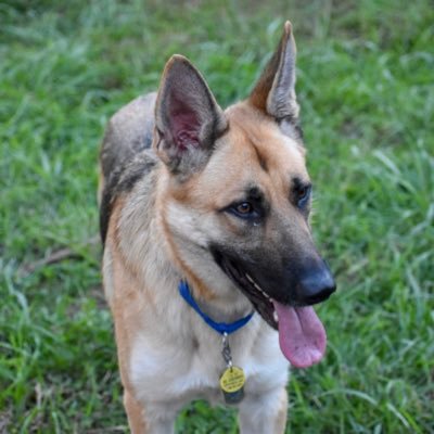 #germanshepherd. Love the outdoors ☀️🍂 Follow my Instagram for my day to day 👉 https://t.co/GIt3d8GIBG