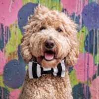 Indy(@Indythedoodle) 's Twitter Profile Photo