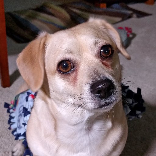 FeefersTheDog Profile Picture