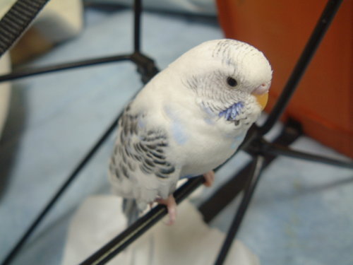 KIMUPIKO Profile Picture