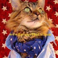 Lorenzo The Cat (@lorenzothecat) 's Twitter Profile Photo Lorenzo The Cat (@lorenzothecat) 's Twitter Profile Photo