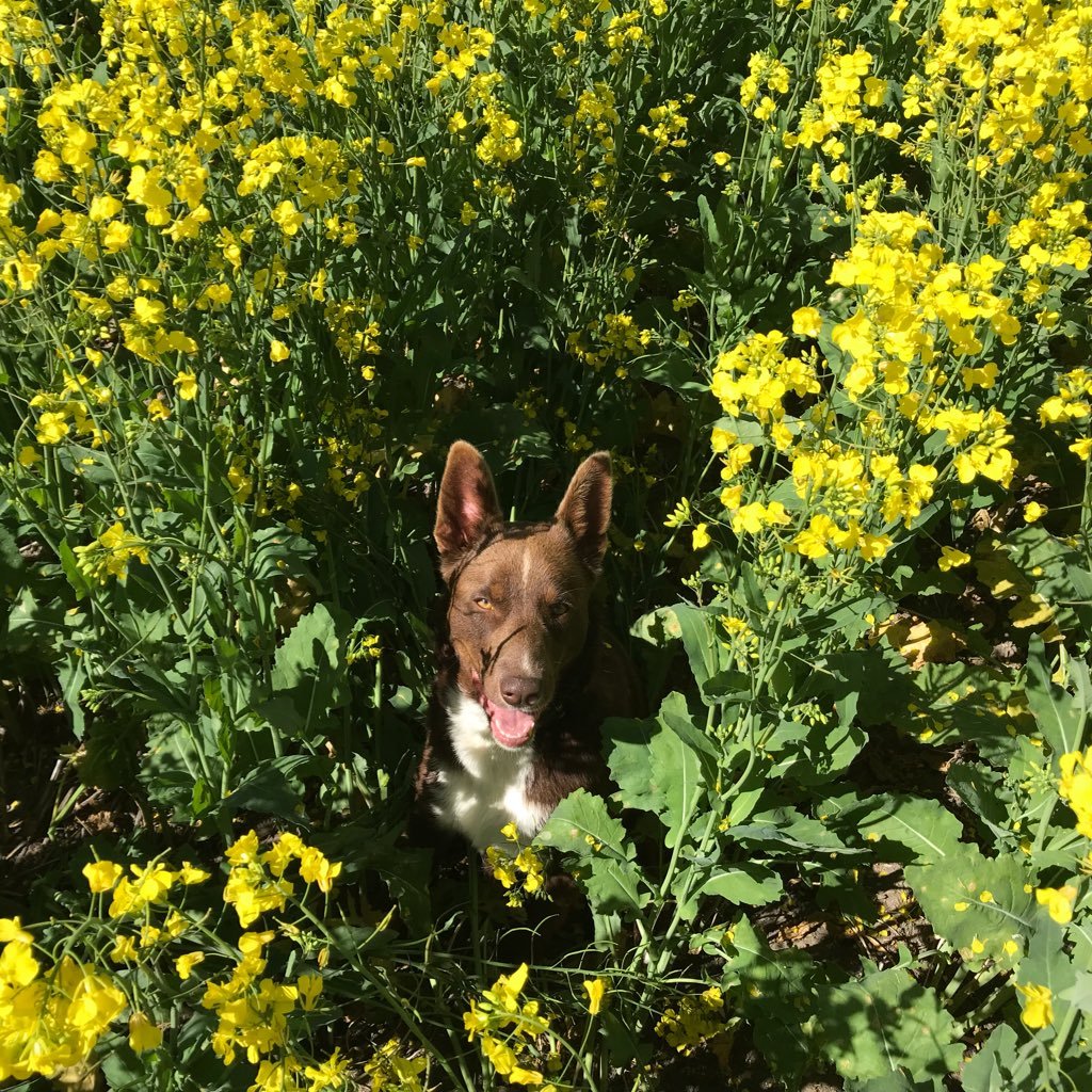 digby_willmott's profile picture. Ex Accountant that needed to get out of the Office. Grain and livestock Cunderdin(Sth Koorda).