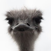 Martin Grohme (@nitrat7) 's Twitter Profile