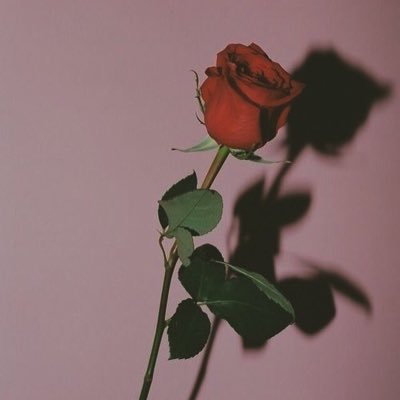 zCSeds0WZJBpBFI's profile picture. 高一🦋愚痴垢です愚痴りまくります🤪💔⛈🌪