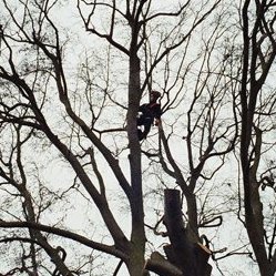 MTreework's profile picture. 