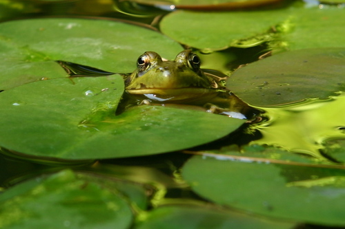 LeslieJo43's profile picture. It's good to laugh. Retired RN. BLM. LGBTQ