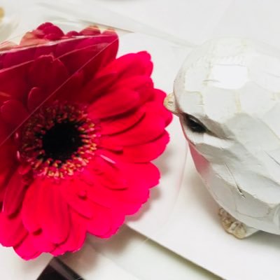 双子葉類 Gergerberabera Twitter 双子葉類 Gergerberabera Twitter