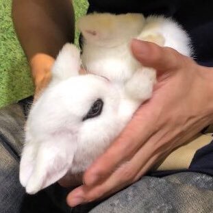 ペアン 仮 とても可愛いホトが撮れました 今日のブログに載せておきます ブログは毎日22時に投稿してます うさぎ ウサギ ドワーフホト アメブロ ブログ うさぎ好きさんとつながりたい ペアン 仮 とても可愛いホトが撮れました 今日のブログに載せておきます ブログは毎日22時に投稿してます うさぎ ウサギ ドワーフホト アメブロ ブログ うさぎ好きさんとつながりたい