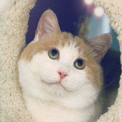 Lucifer19971121's profile picture. 深渊型人格