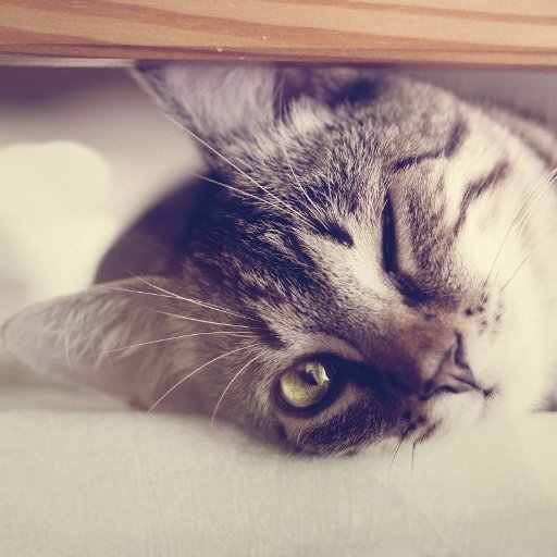 BearStraycat's profile picture. 