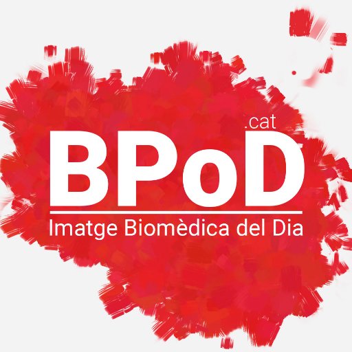 Bpod_cat Profile Picture