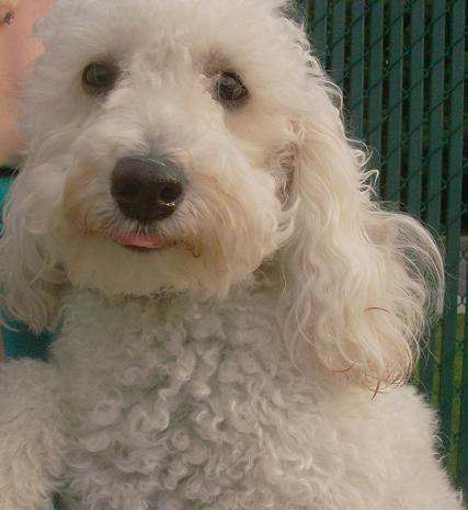 Do Bob's Files On AOL. Art Experts and Love My Pups & Daugther
