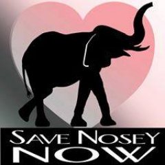 elephany lover, save nosey now, mendoza 4, save lucy. animals are smarter then humans