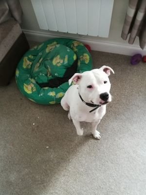 Staffy who loves burnt pizza.. Well any food really & dad is Super clever and loves long walks
