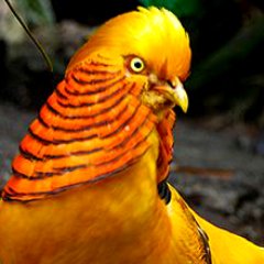 mysterypheasant Profile Picture