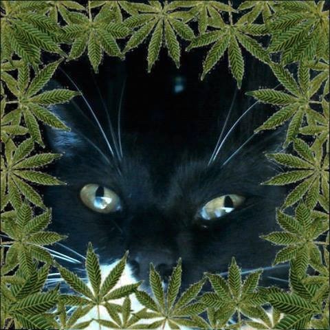 SonjiaMiles's profile picture. Cannabis/MMJ/Hemp Activist--Advocate