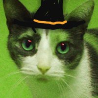 Celadon Cat of Tw*tter 🇨🇦 🇱🇹 🇺🇦 (@celadon_kate) 's Twitter Profile Photo Celadon Cat of Tw*tter 🇨🇦 🇱🇹 🇺🇦 (@celadon_kate) 's Twitter Profile Photo