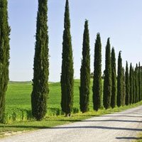 Cypress Tree Class Year 4 (@cypresstree_y4) 's Twitter Profile Photo