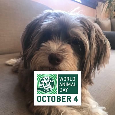 BekriAmal's profile picture. S/G Rapad Maroc / ANAW Representative for North Africa / Animal Issues Cluster Group - UN Major Group / Membre de I4Animal