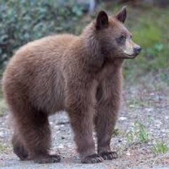LOvE bEAr BeaR loVe