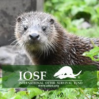 International Otter Survival Fund (IOSF)(@IOSF) 's Twitter Profile Photo