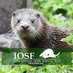 International Otter Survival Fund (IOSF) (@iosf) Twitter profile photo International Otter Survival Fund (IOSF) (@iosf) Twitter profile photo