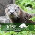 International Otter Survival Fund (IOSF) (@IOSF) Twitter profile photo