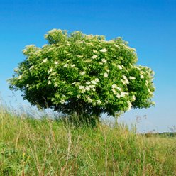 HVA_elderclass's profile picture. 