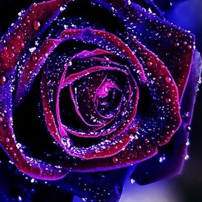 Lёиа✩⃛ೄ恋梛さんのプロフィール画像