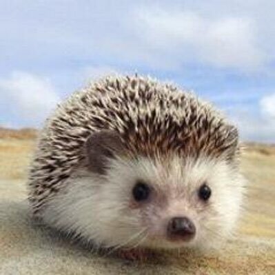 Narumitu0314's profile picture. マジック大好き16歳マン