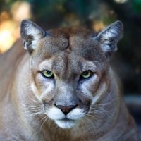 PalmyraSTEM (@stempasd) 's Twitter Profile