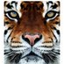 اتحادي نمر (سنعود الى القمه) (@etihad1966) Twitter profile photo اتحادي نمر (سنعود الى القمه) (@etihad1966) Twitter profile photo