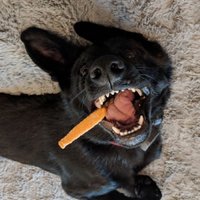 Riker (@rikershep) 's Twitter Profile