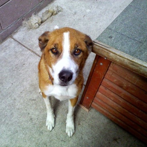 YoloSPCAThrift's profile picture. To continuously improve the welfare of animals in the community through programs that promote the adoption of homeless animals into permanent, loving homes.