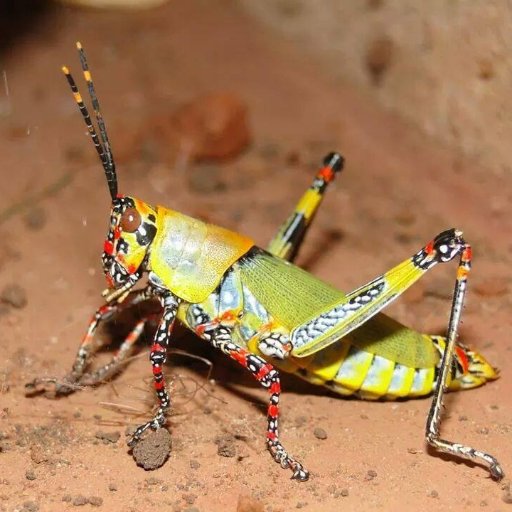 MechEMed's profile picture. Expert Googler, gif master. She/her