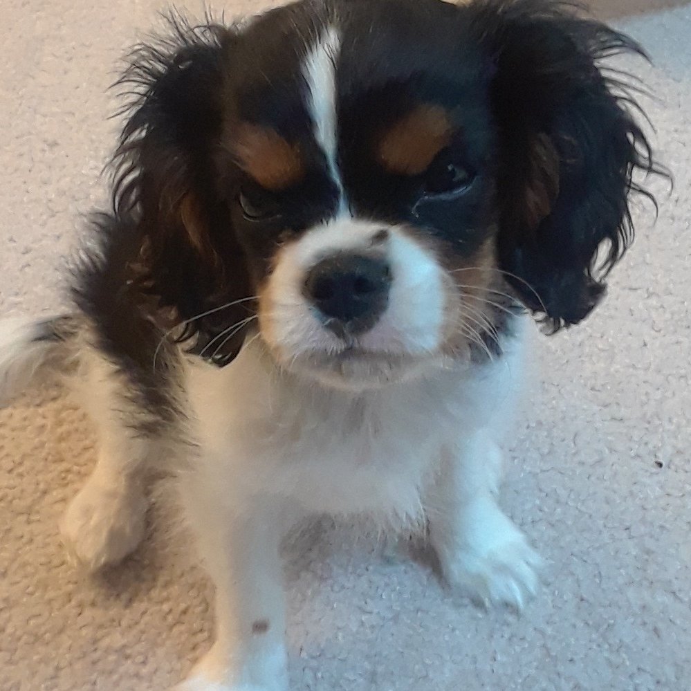 Hi, my name is Cosmo, I'm a 9 month old Cavalier King Charles Spaniel! In my free time I enjoy chewing up my mom's shoes, chasing squirrels, eating, & cuddles!!