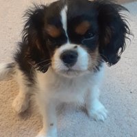 Cosmo the Cavalier - @VictoriaSpace1 Twitter Profile Photo