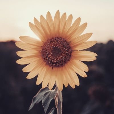 ZhangJohnny3's profile picture. 